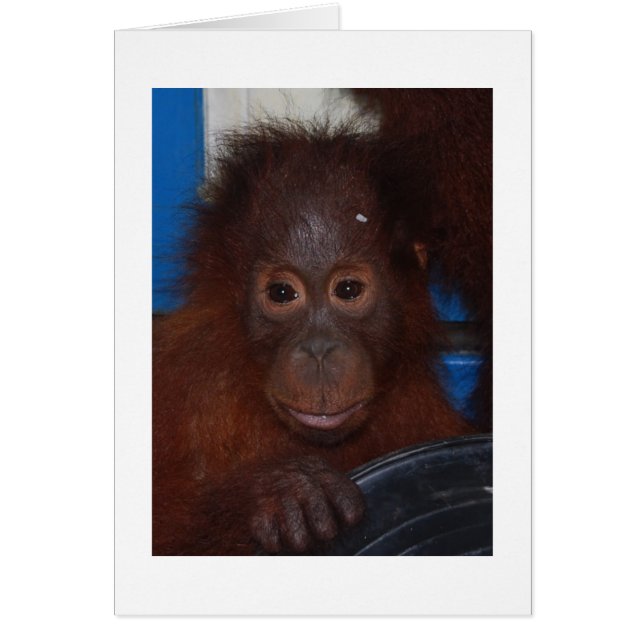 Baby Orangutan, Sohn von Akmad (Vorne)