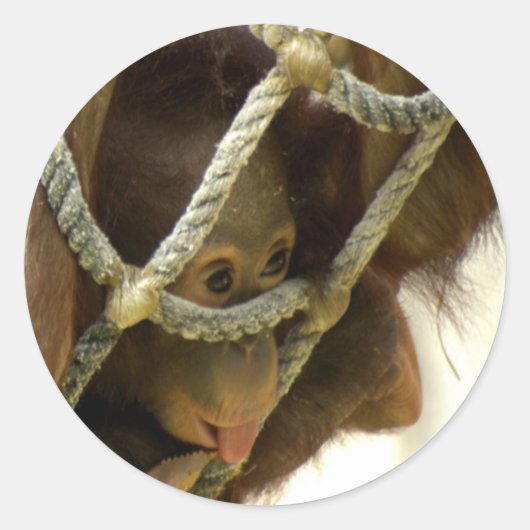 Baby Orangutan Sticker (Vorderseite)