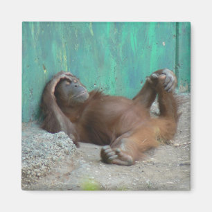 Baby orangutang Stillstehen Magnet