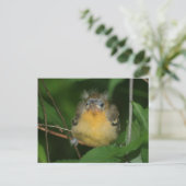 Baby Oriole Bird Nature Postcard Postkarte (Stehend Vorderseite)
