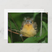 Baby Oriole Bird Nature Postcard Postkarte (Vorne/Hinten)