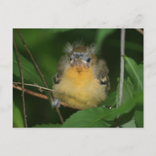 Baby Oriole Bird Nature Postcard Postkarte (Vorderseite)