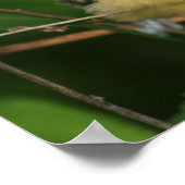 Baby Oriole Fledgling Bird Poster (Ecke)