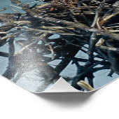 Baby Osprey Fotodruck (Ecke)