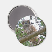 Baby Owl Staring Magnet (Vorderseite/Rückseite)
