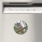 Baby Owl Staring Magnet (In Situ (Geschirrspüler))