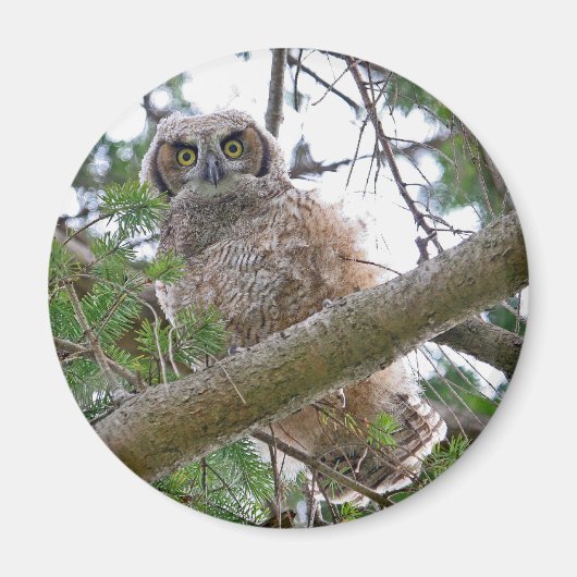 Baby Owl Staring Magnet (Vorne)