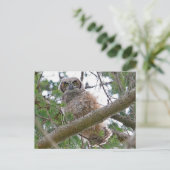 Baby Owl Staring Postkarte (Stehend Vorderseite)