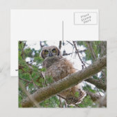 Baby Owl Staring Postkarte (Vorne/Hinten)
