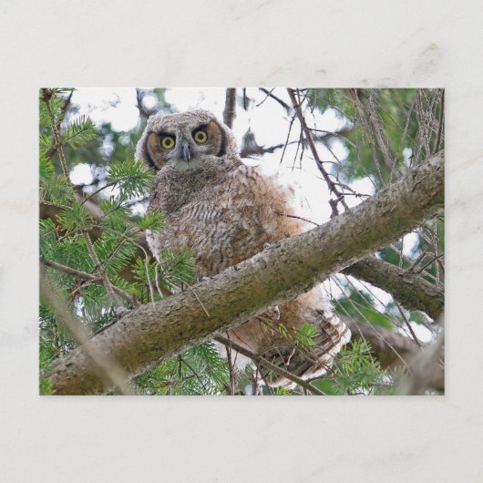 Baby Owl Staring Postkarte (Vorderseite)