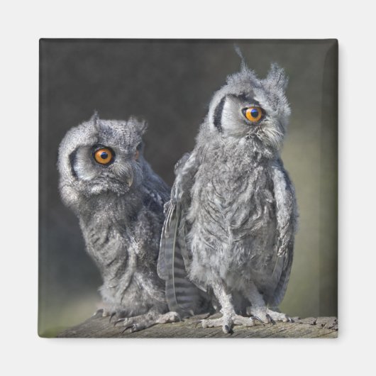 Baby Owls Magnet (Vorne)