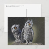 Baby Owls Postcard Postkarte (Vorne/Hinten)