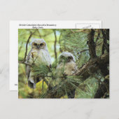 Baby Owls Postkarte (Vorne/Hinten)