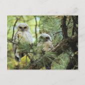 Baby Owls Postkarte (Vorderseite)