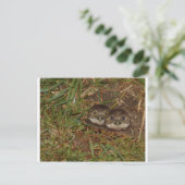 Baby Owls Postkarte (Stehend Vorderseite)