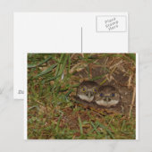 Baby Owls Postkarte (Vorne/Hinten)