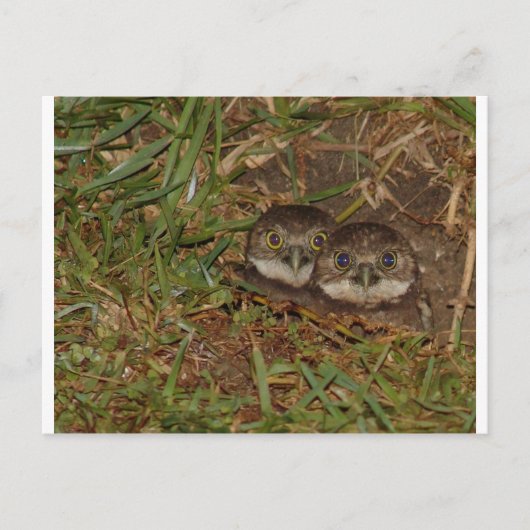Baby Owls Postkarte (Vorderseite)