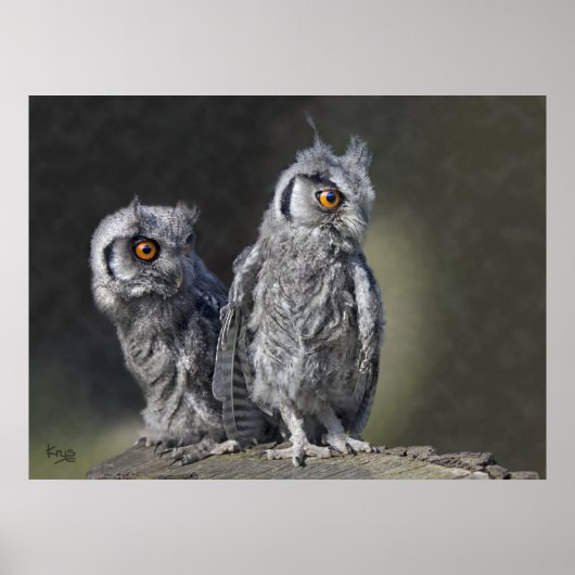 Baby Owls Print Poster (Vorne)