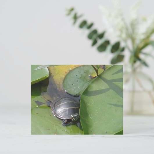 Baby Painted Turtle auf Lilypad Items Postkarte (Stehend Vorderseite)