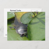 Baby Painted Turtle auf Lilypad Items Postkarte (Vorne/Hinten)