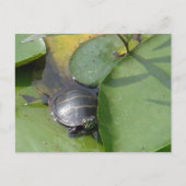 Baby Painted Turtle auf Lilypad Items Postkarte (Vorderseite)
