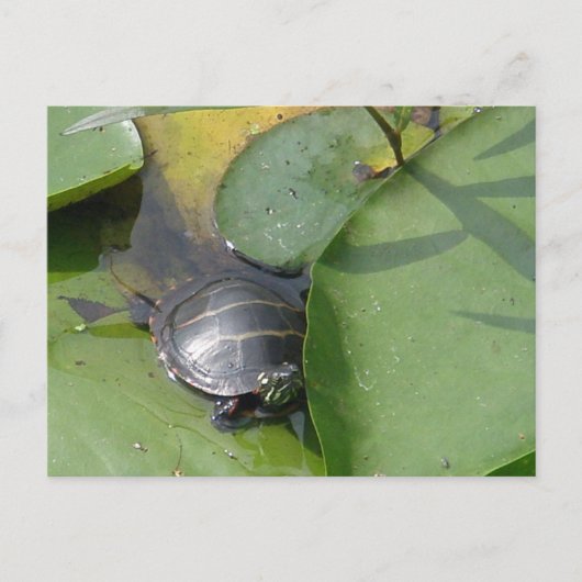 Baby Painted Turtle auf Lilypad Items Postkarte (Vorderseite)