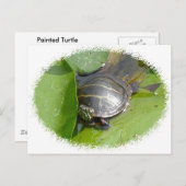 Baby Painted Turtle auf Lilypad Items Postkarte (Vorne/Hinten)