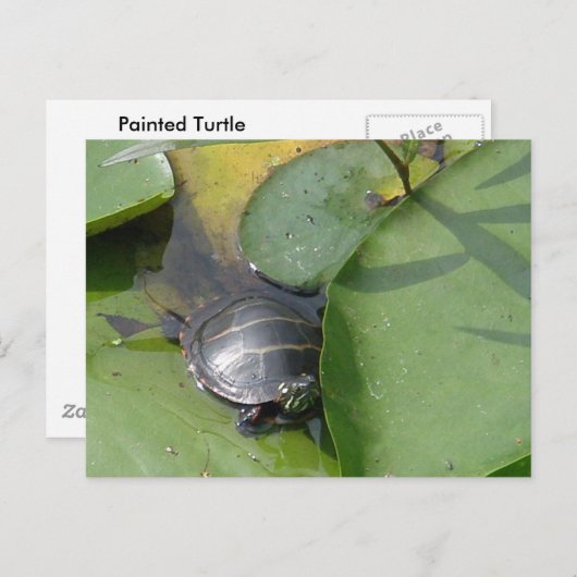 Baby Painted Turtle auf Lilypad Items Postkarte (Vorne/Hinten)