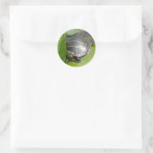 Baby Painted Turtle auf Lilypad Items Runder Aufkleber (Tasche)