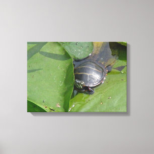 Baby Painted Turtle on Lily Pads Leinwanddruck