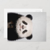 Baby Panda Bear farbenfroh| Niedliches Panda Desig Ankündigungspostkarte (Vorne/Hinten)