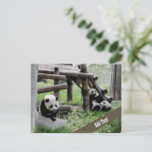 Baby Panda Fotograph Postkarte (Stehend Vorderseite)