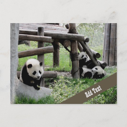 Baby Panda Fotograph Postkarte (Vorderseite)