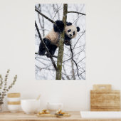 Baby-Panda im Baum Poster (Küche)