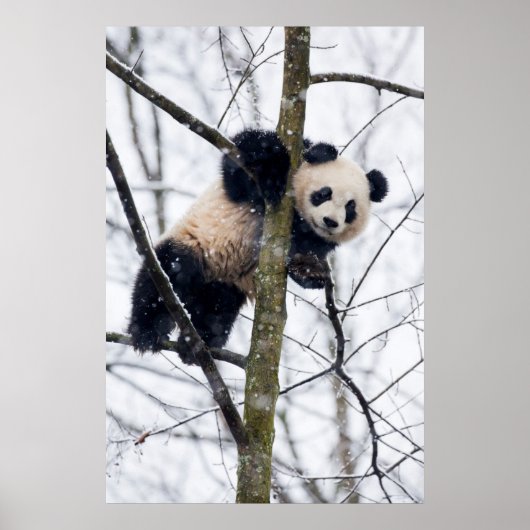 Baby-Panda im Baum Poster (Vorne)