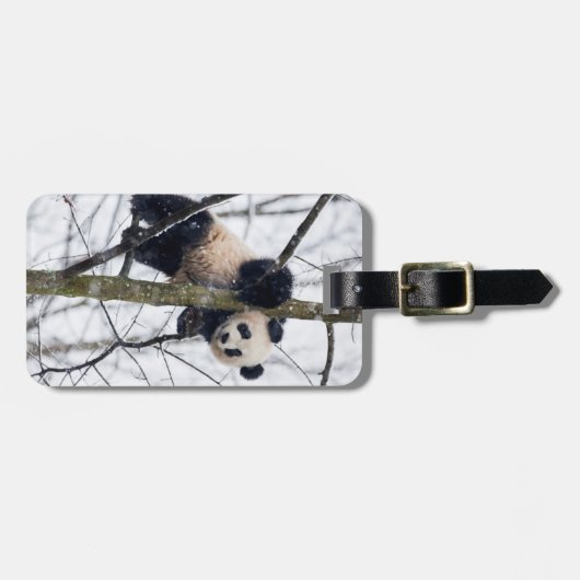 Baby Panda in Tree Gepäckanhänger (Vorderseite horizontal)