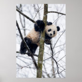 Baby Panda in Tree Poster (Vorne)