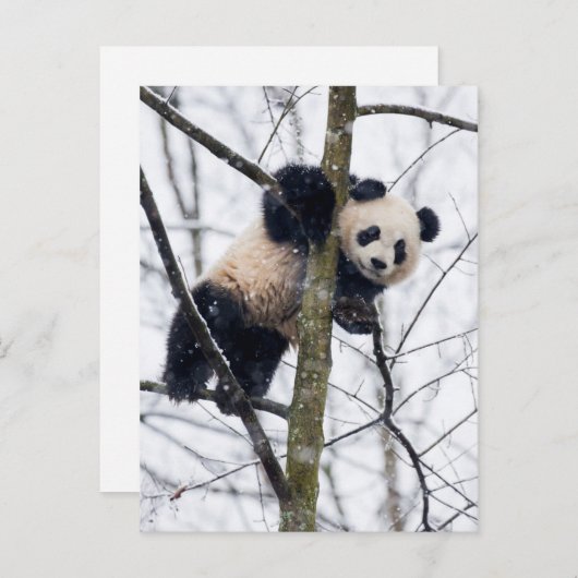 Baby Panda in Tree Postkarte (Vorne/Hinten)