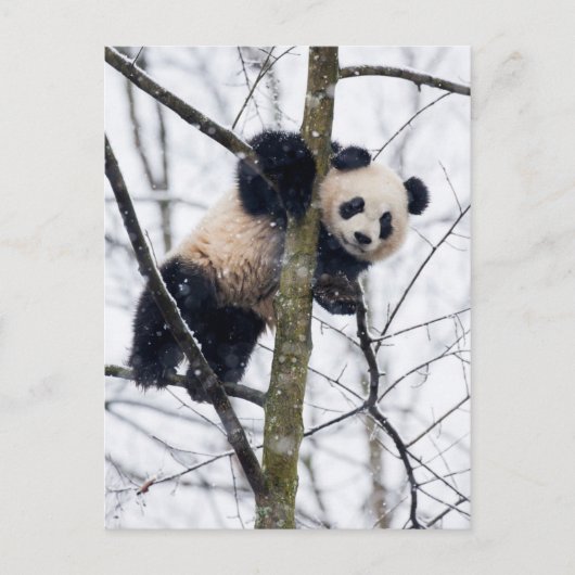Baby Panda in Tree Postkarte (Vorderseite)