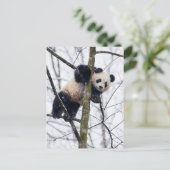 Baby Panda in Tree Postkarte (Stehend Vorderseite)