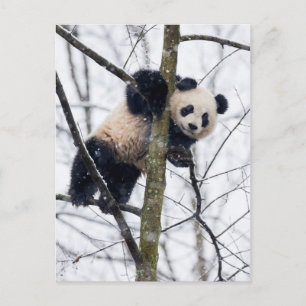 Baby Panda in Tree Postkarte