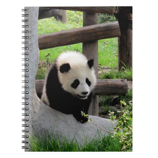 Baby Panda Notizblock (Vorderseite)
