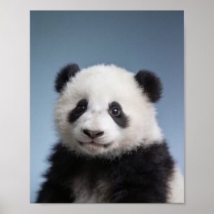Baby-Panda-Porträt – Süße Kinderzimmer-Tier-Wandku Poster