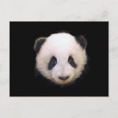 Baby Panda Postkarte (Vorderseite)