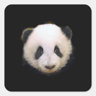 Baby Panda Sticker - Aufkleber auf dem Platz