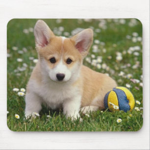 Baby Pembroke Welsh Corgi Welpe Hund Mousepad