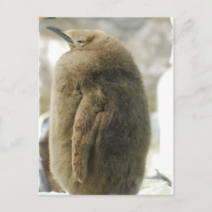 Baby Penguin Postcard Postkarte