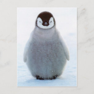 Baby Penguin Postkarte