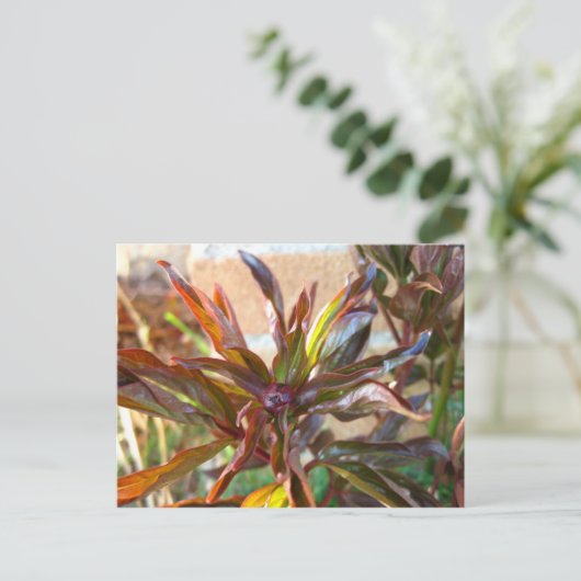 Baby Peony Bud Postkarte (Stehend Vorderseite)