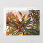 Baby Peony Bud Postkarte (Vorne/Hinten)